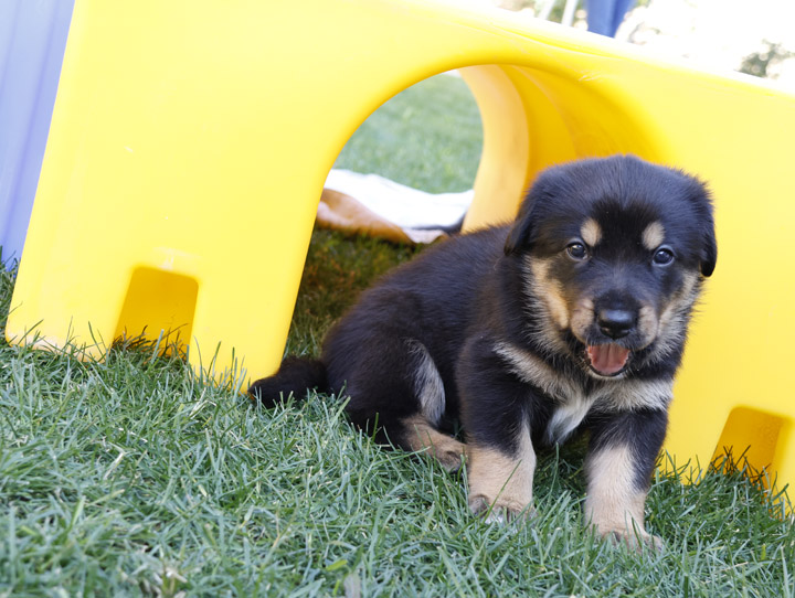 chinook dog